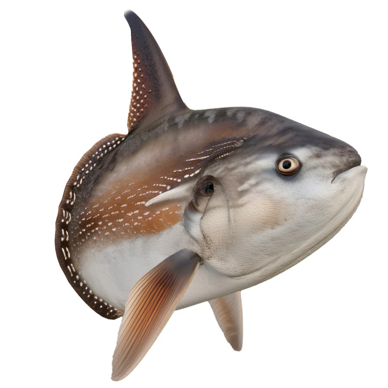 Sunfish MolaMola 3D Model .c4d .max .obj .3ds .fbx .stl .blend 