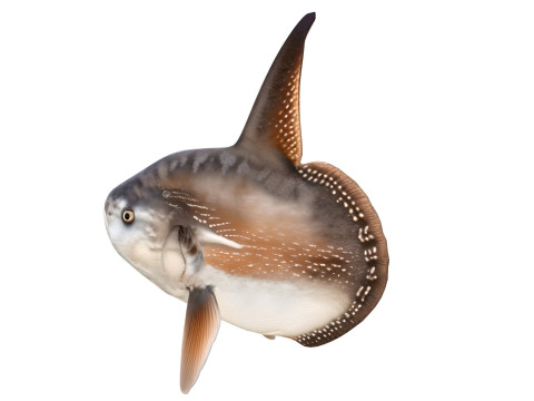 Pesce Luna MolaMola Modello 3D