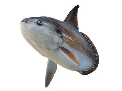 Sunfish MolaMola 3D Model