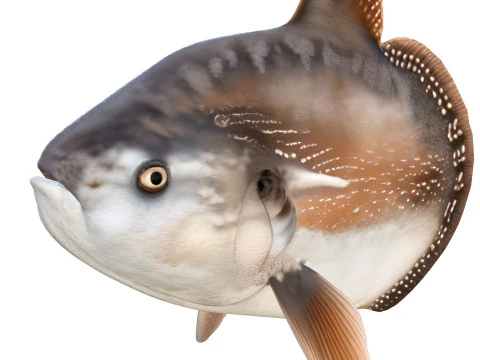 Sunfish MolaMola 3D Model