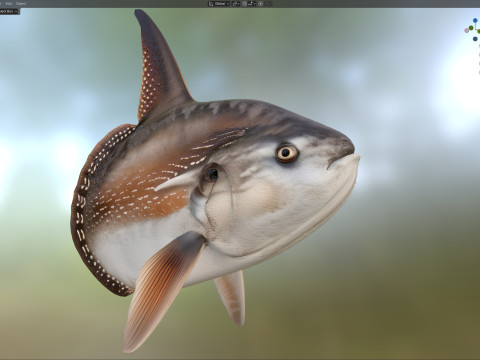 Pesce Luna MolaMola Modello 3D