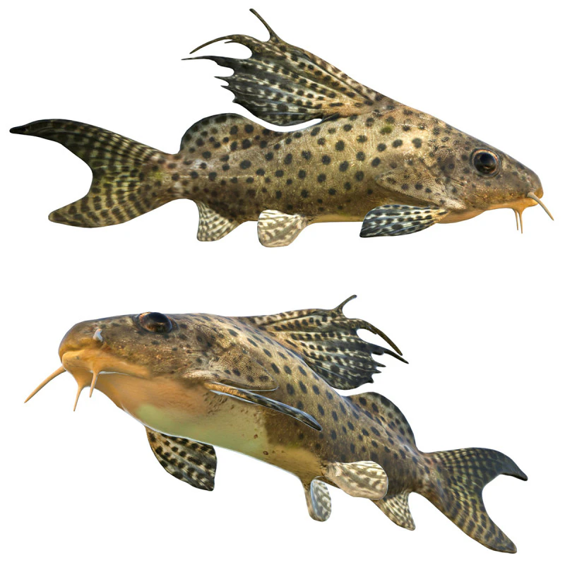 Ryba Synodontis Eupterus Model 3D .c4d .max .obj .3ds .fbx .stl .blend 