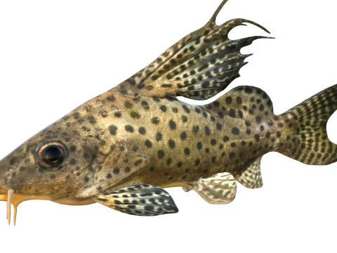 Pesce Synodontis Eupterus Modello 3D