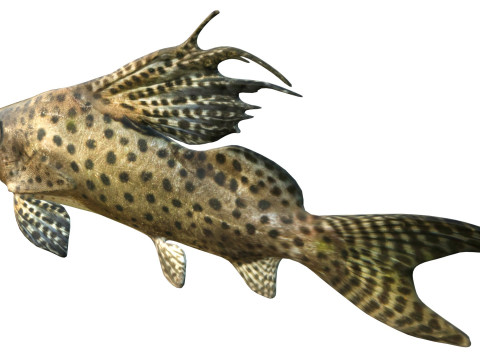 Pesce Synodontis Eupterus Modello 3D