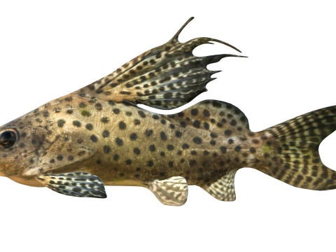 Pesce Synodontis Eupterus Modello 3D