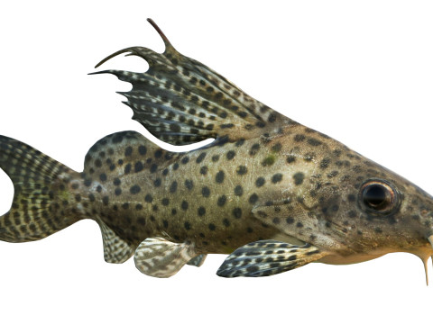 Pesce Synodontis Eupterus Modello 3D