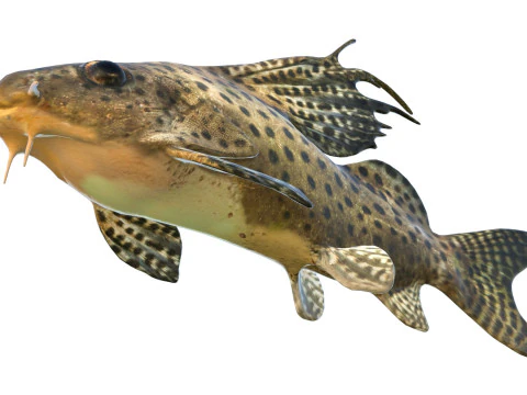 Ryba Synodontis Eupterus Model 3D