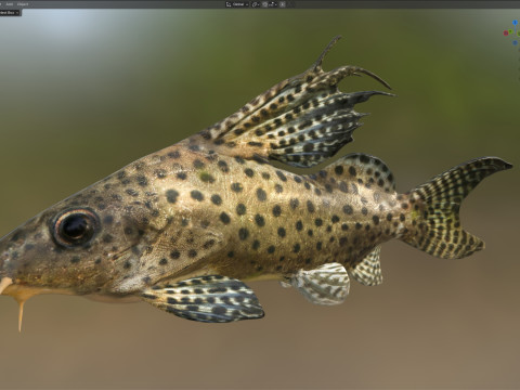 Pesce Synodontis Eupterus Modello 3D