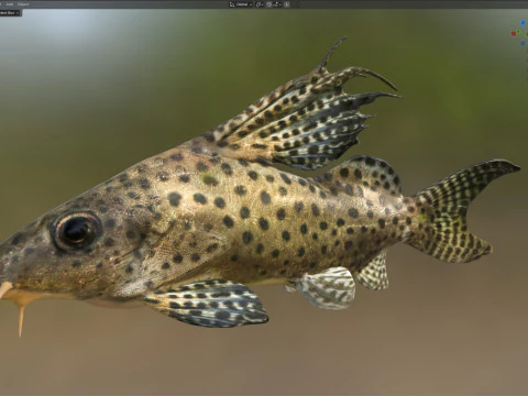 Ryba Synodontis Eupterus Model 3D