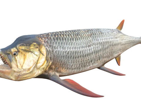 Xiphactinus balığı 3D Model