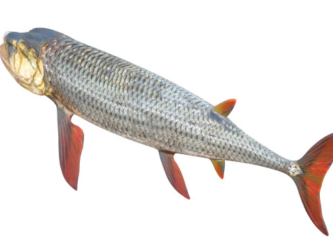 Xiphactinus balığı 3D Model