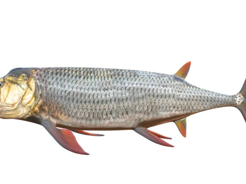 Xiphactinus balığı 3D Model