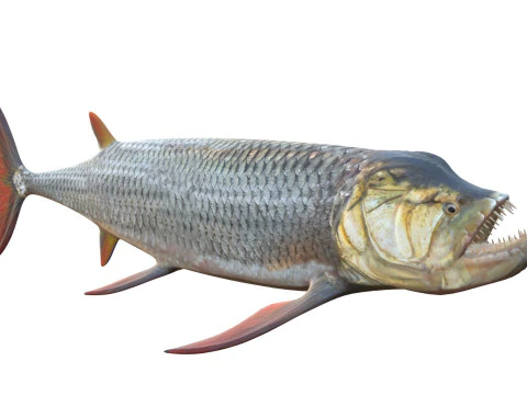 Xiphactinus balığı 3D Model