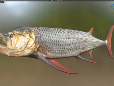Рыба ксифактинус 3D Модель
