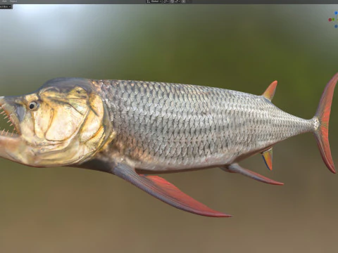 Xiphactinus balığı 3D Model