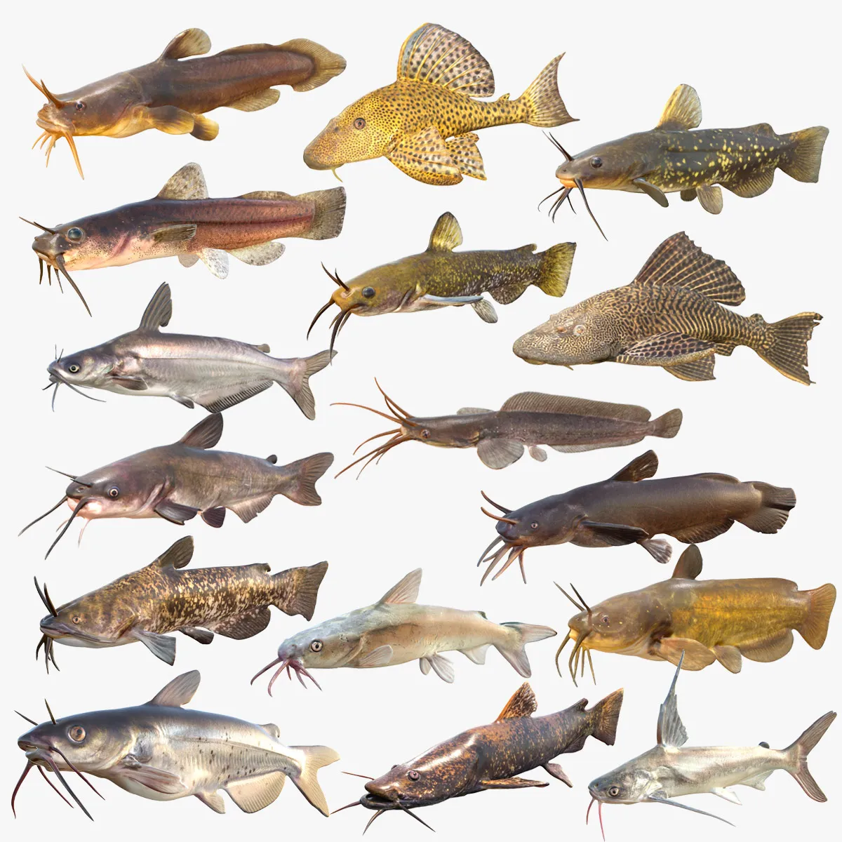 Collection de poissons-chats 1-16 Modèle 3D .c4d .max .obj .3ds .fbx .stl .blend