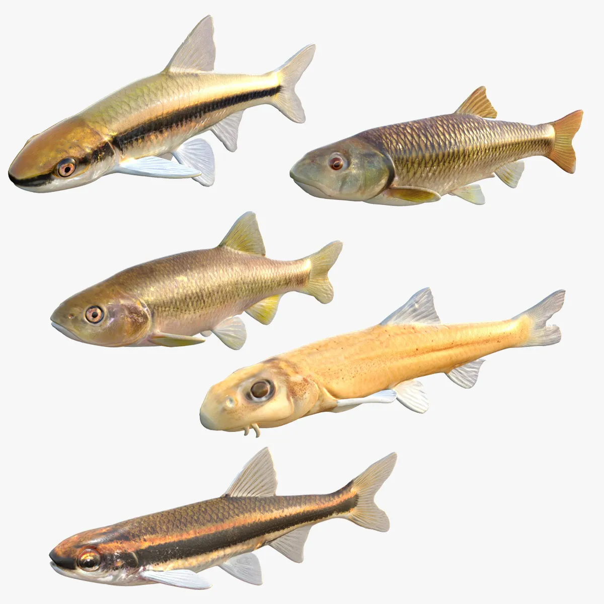 Chub Fish Collection 3D Model .c4d .max .obj .3ds .fbx .stl .blend