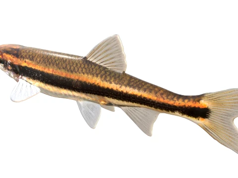 Chub Fish Collection 3D Model