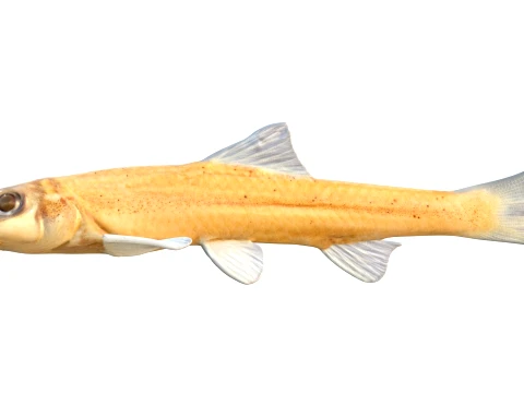 Chub Fish Collection 3D Model