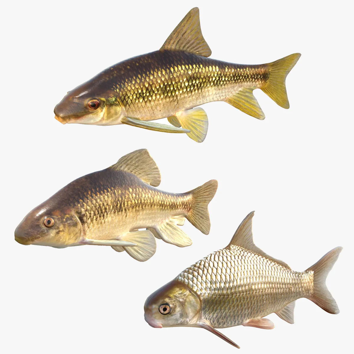Chubsucker and Carpsucker Fish 3D Model .c4d .max .obj .3ds .fbx .stl .blend 
