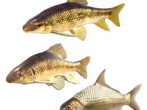 Chubsucker와 Carpsucker Fish 3D 모델