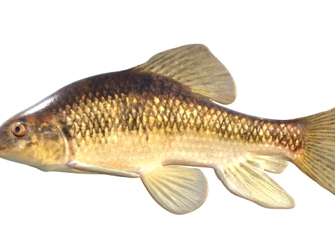 Chubsucker and Carpsucker Fish 3D Model