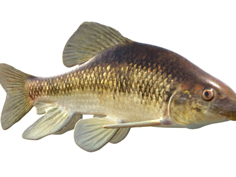 Chubsucker and Carpsucker Fish 3D Model