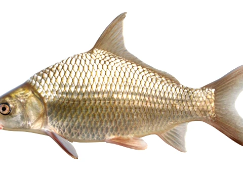 Chubsucker and Carpsucker Fish 3D Model