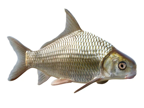 Chubsucker and Carpsucker Fish 3D Model