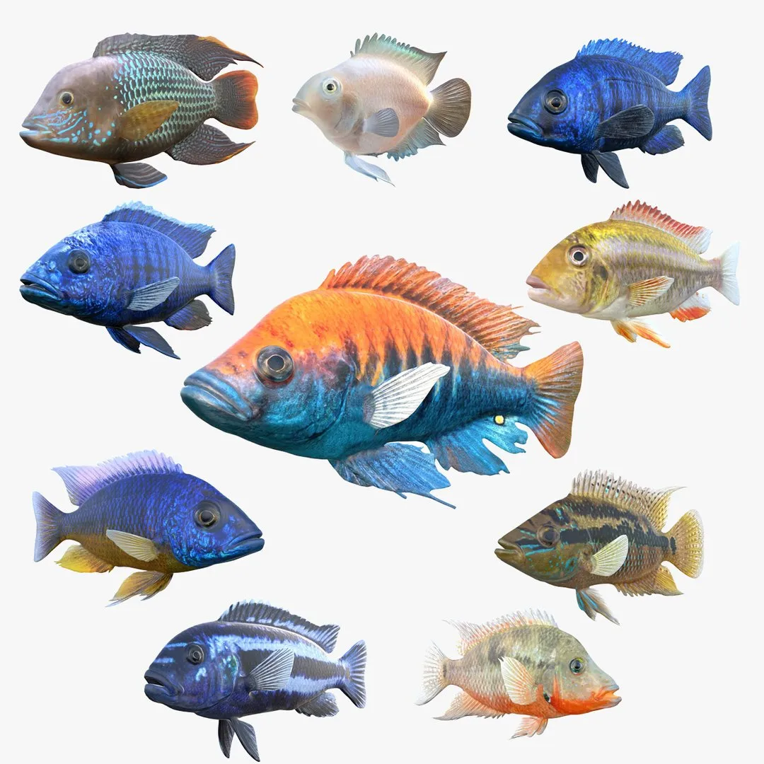 Cichlid Fish Collection 1-10 3D Model .c4d .max .obj .3ds .fbx .stl .blend