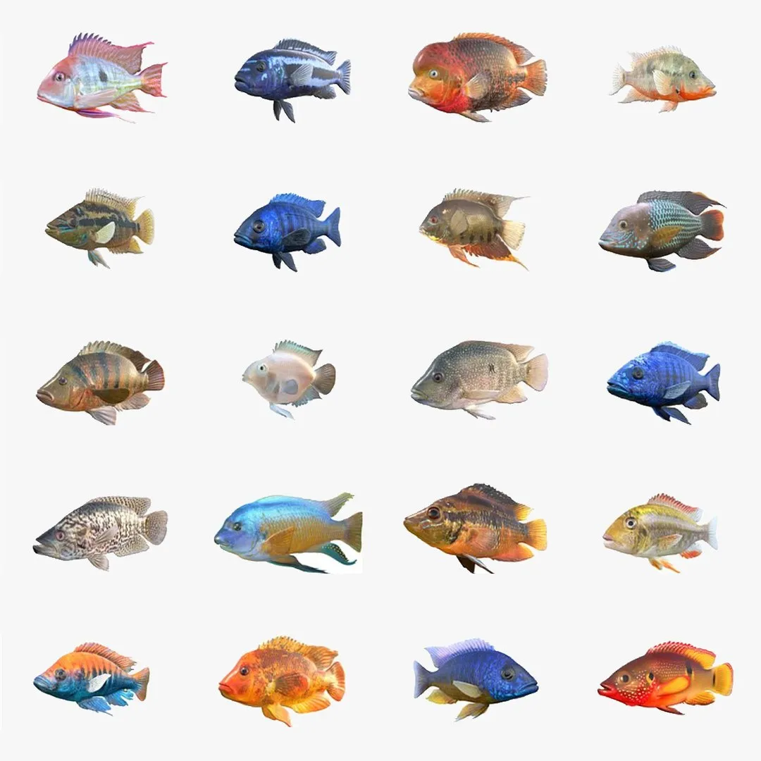 Cichlid Fish Collection 1-20 3D Model .c4d .max .obj .3ds .fbx .stl .blend 