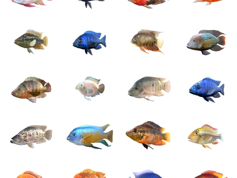 Cole&ccedil;&atilde;o de peixes cicl&iacute;deos 1-20 Modelo 3D