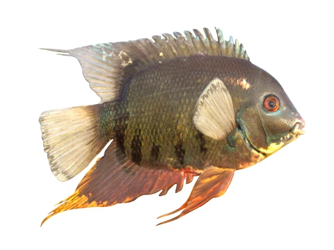 Cichlid Fish Collection 1-20 3D Model
