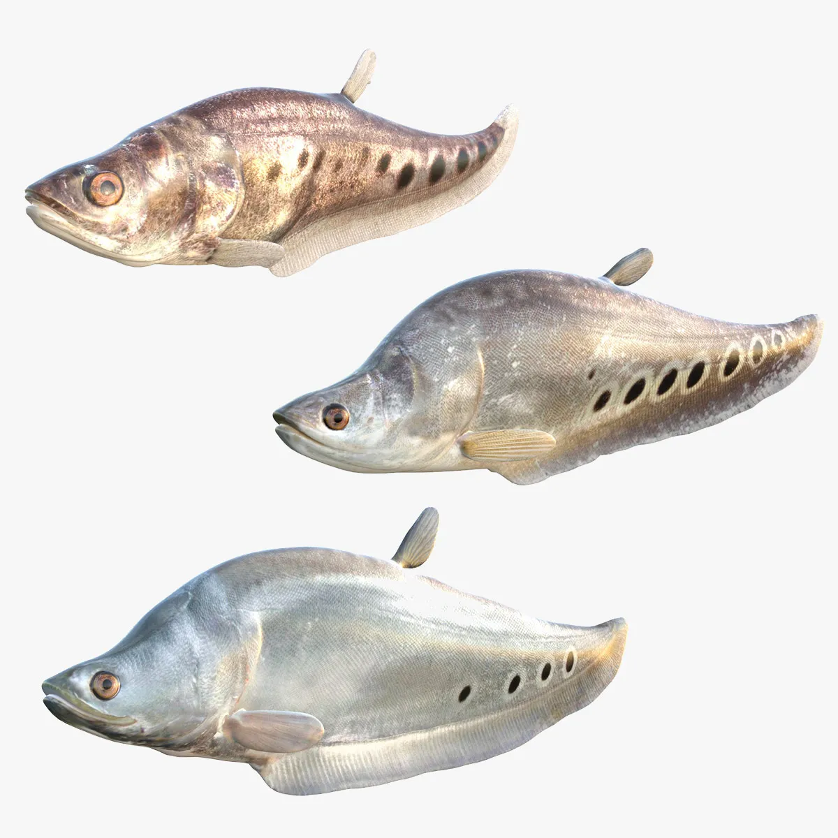 Clown Knifefish Collection 3D Model .c4d .max .obj .3ds .fbx .stl .blend