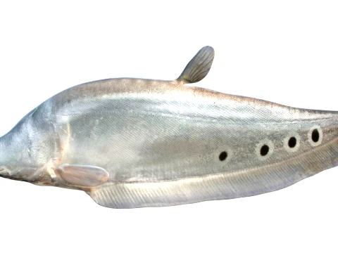 Clown Knifefish Collection 3D Model