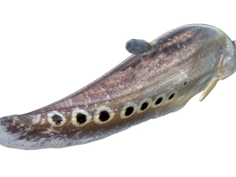 Clown Knifefish Collection 3D Model
