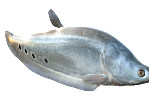 Clown Knifefish Collection 3D Model
