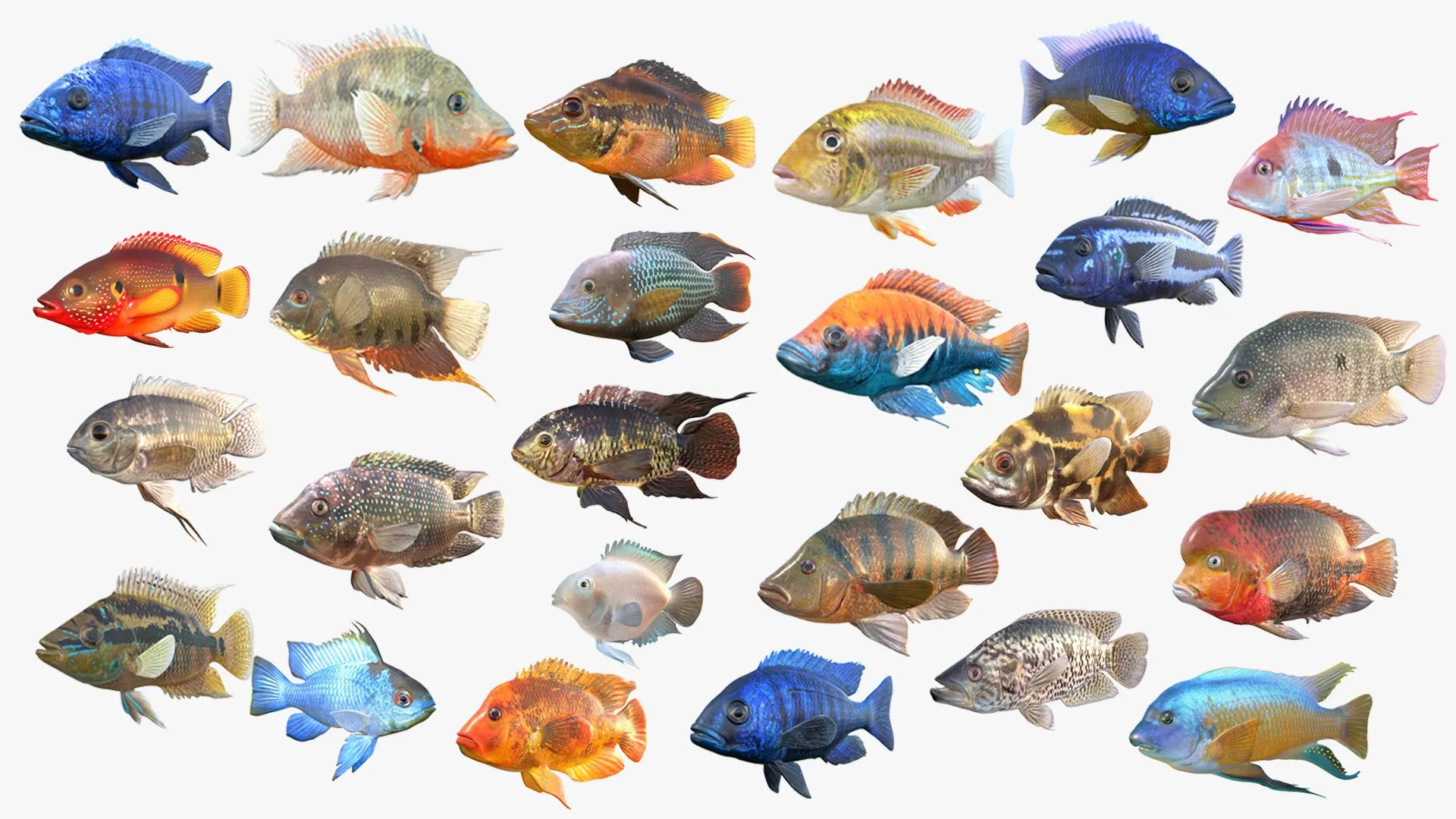 Cichlid Fish Collection 1-25 3D Model .c4d .max .obj .3ds .fbx .stl .blend 