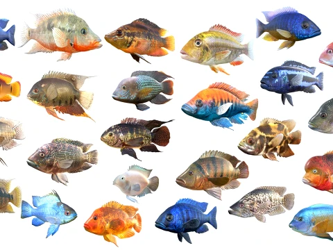 Cichlid Fish Collection 1-25 3D Model