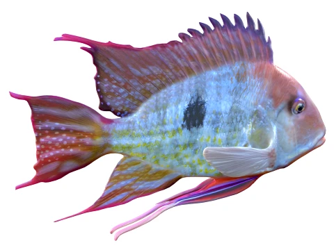 Cichlid Fish Collection 1-25 3D Model