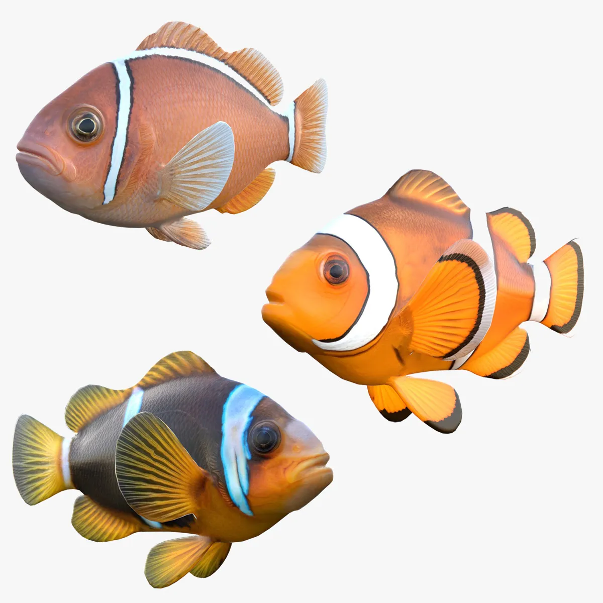 Clownfish Collection 3D Model .c4d .max .obj .3ds .fbx .stl .blend 