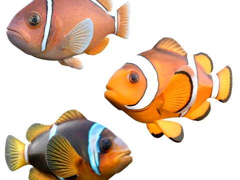 Clownfish Collection 3D Model