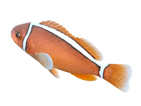 Clownfish Collection 3D Model