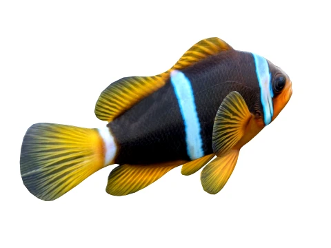 Clownfish Collection 3D Model
