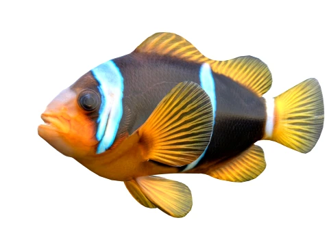 Clownfish Collection 3D Model