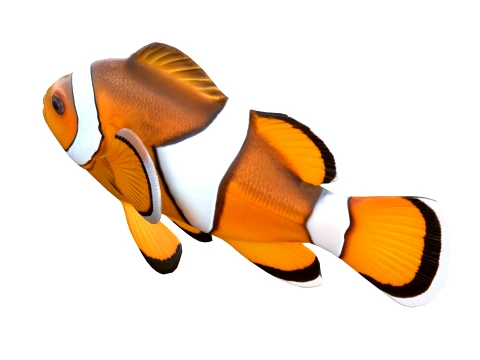 Clownfish Collection 3D Model