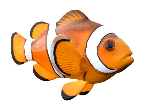 Clownfish Collection 3D Model