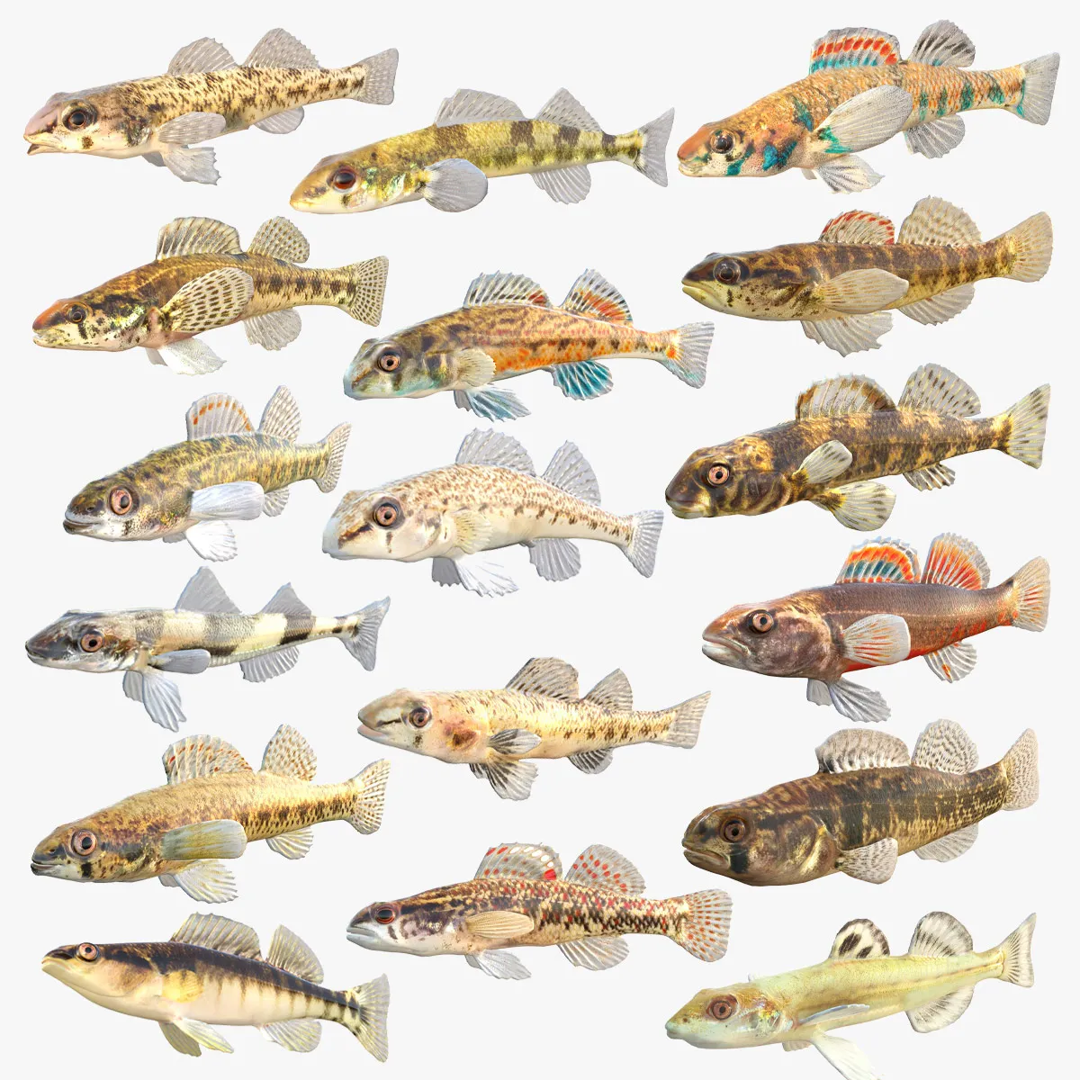 Darter Fish Collection 1-17 3D Model .c4d .max .obj .3ds .fbx .stl .blend