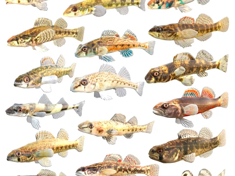 Darter Fish Collection 1-17 3D Model