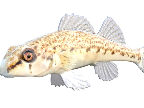 Darter Fish Collection 1-17 3D Model